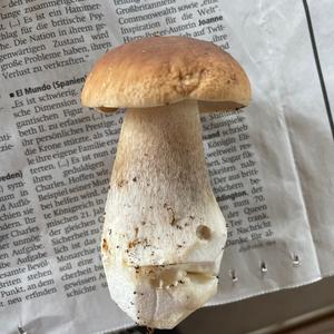 King Bolete