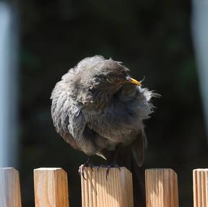 Eurasian Blackbird