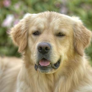 Retriever (Golden)