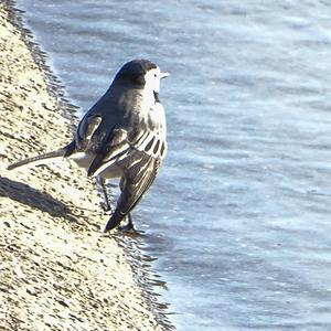 White Wagtail