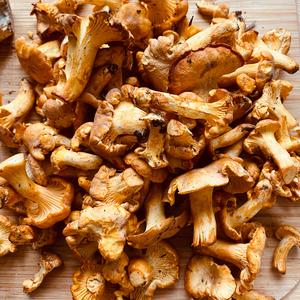 Chanterelle, Common