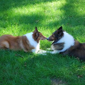 Shetland Sheepdog