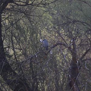 Grey Heron