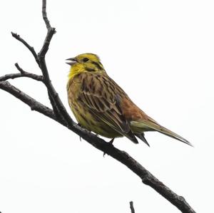 Yellowhammer