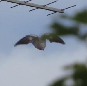 Eurasian Collared-dove