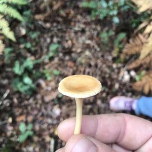 Fairy Ring Mushroom