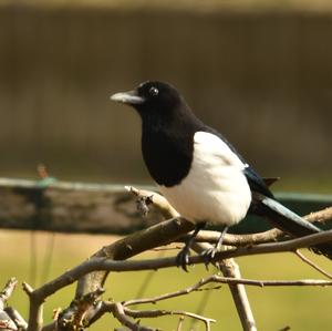 Black-billed Magpie