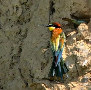 European Bee-eater