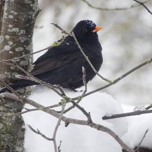 Eurasian Blackbird