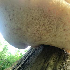 Dryad`s Saddle