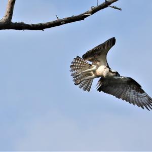 Osprey