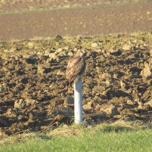 Mäusebussard