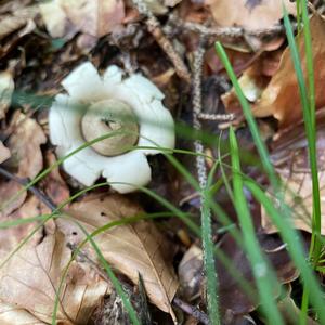 Collared Earthstar