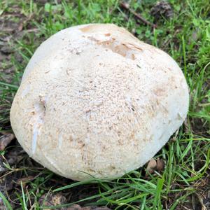 Giant Puffball