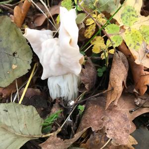 Fluted White Helvella