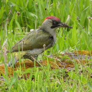 Eurasian Green Woodpecker