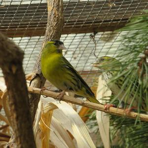 Eurasian Siskin