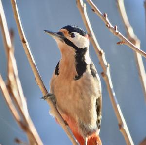 Great Spotted Woodpecker