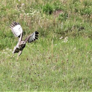 Common Buzzard