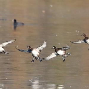 Tufted Duck