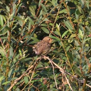 European Robin