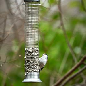 Long-tailed Tit