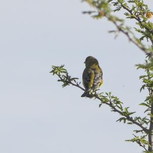 European Greenfinch