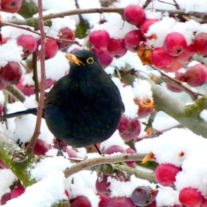 Eurasian Blackbird