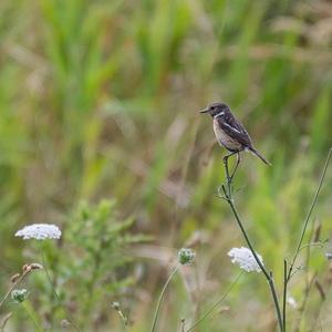 European stonechat