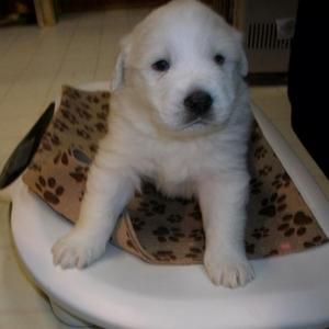 Great Pyrenees