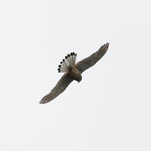 Eurasian Hobby