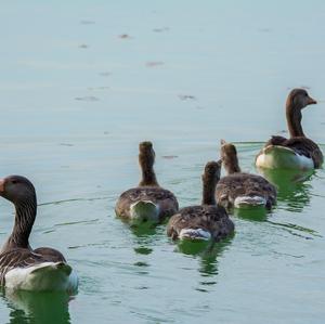 Greylag Goose