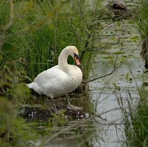 Höckerschwan