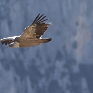 Griffon Vulture