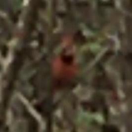 Northern Cardinal