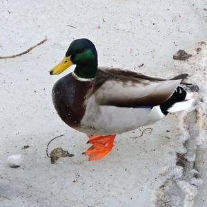 Mallard