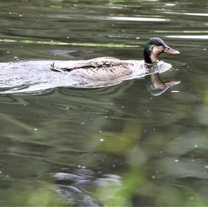 Mallard