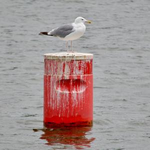 Herring Gull