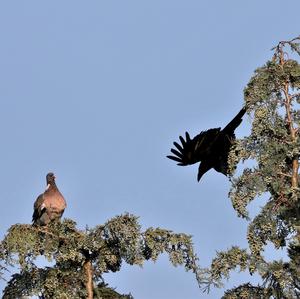 Carrion Crow