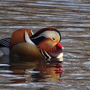 Mandarin Duck