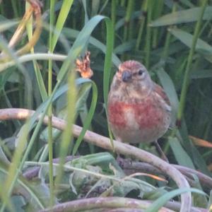 Eurasian Linnet