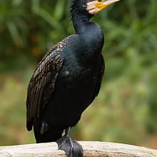 Great Cormorant