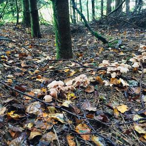 Fairy Ring Mushroom