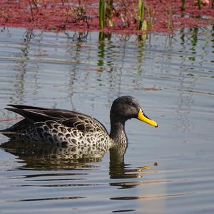 Hottentot Teal