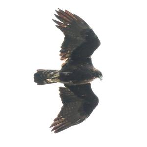 Golden Eagle