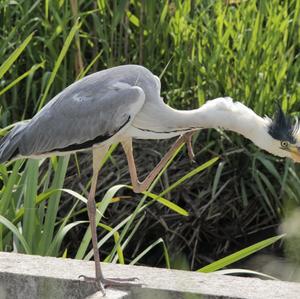 Grey Heron