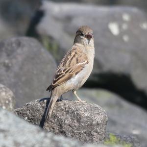 House Sparrow