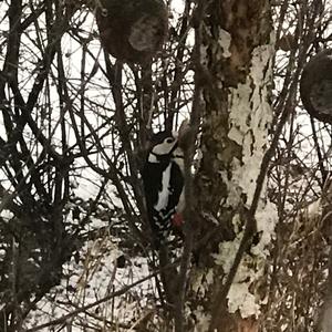 Great Spotted Woodpecker