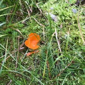 Orange Peel Fungus