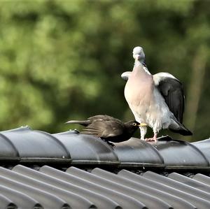 Common Wood-pigeon